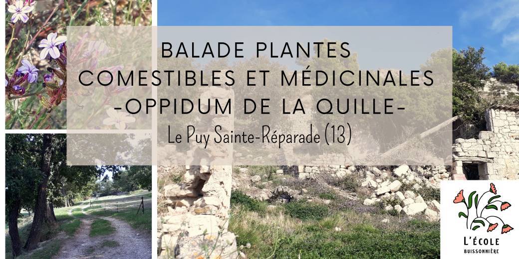 Balade plantes sauvages comestibles et médicinales à l'oppidum de la Quille 