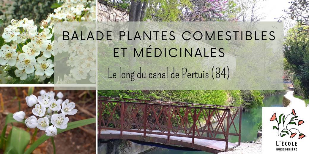 Balade plantes sauvages comestibles et médicinales au Canal de Pertuis