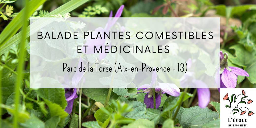 Balade plantes sauvages comestibles et médicinales au parc de la Torse