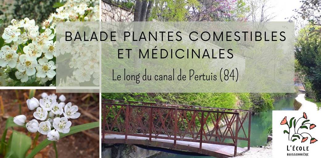 Balade plantes sauvages comestibles et médicinales du canal de Pertuis 