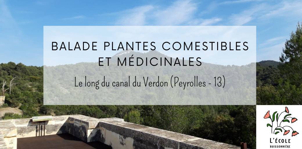 Balade plantes sauvages comestibles et médicinales du Canal du Verdon