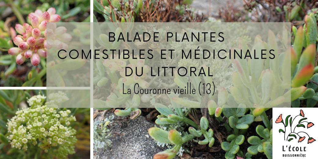 Balade plantes sauvages comestibles et médicinales du littoral