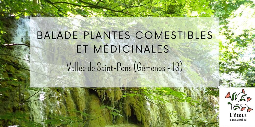 Balade plantes sauvages de la vallée de St Pons