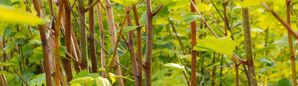 Balade "Plantes toxiques & envahissantes" - Bruxelles (2026)