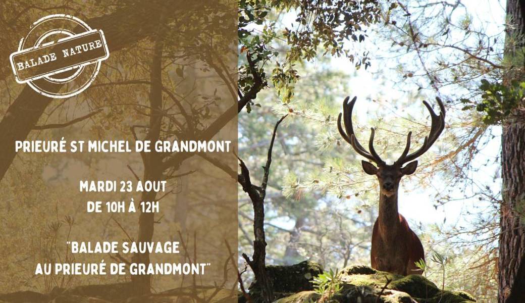 Balade sauvage au Prieuré de Grandmont