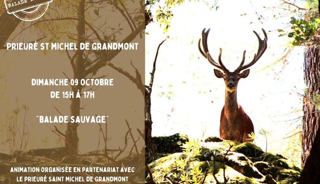 Balade sauvage au Prieuré de Grandmont