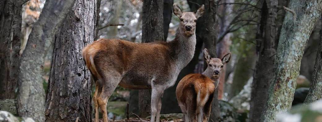 Balade sauvage au Prieuré de Grandmont
