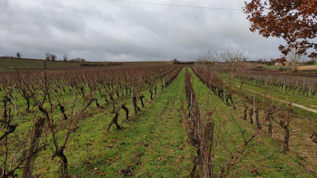 Balade sensorielle dans les vignes