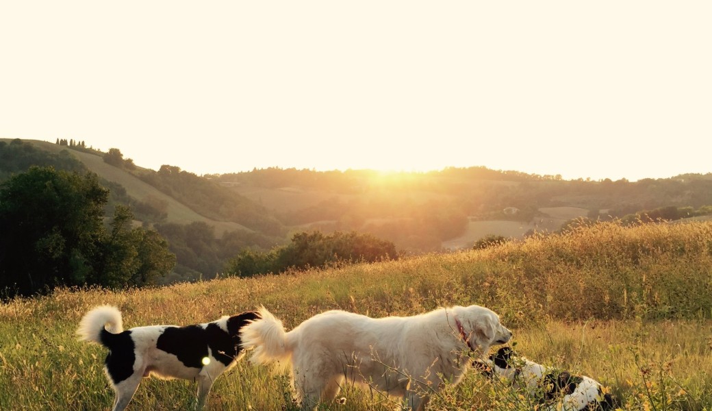 Balade Sociale - spécial Tricks