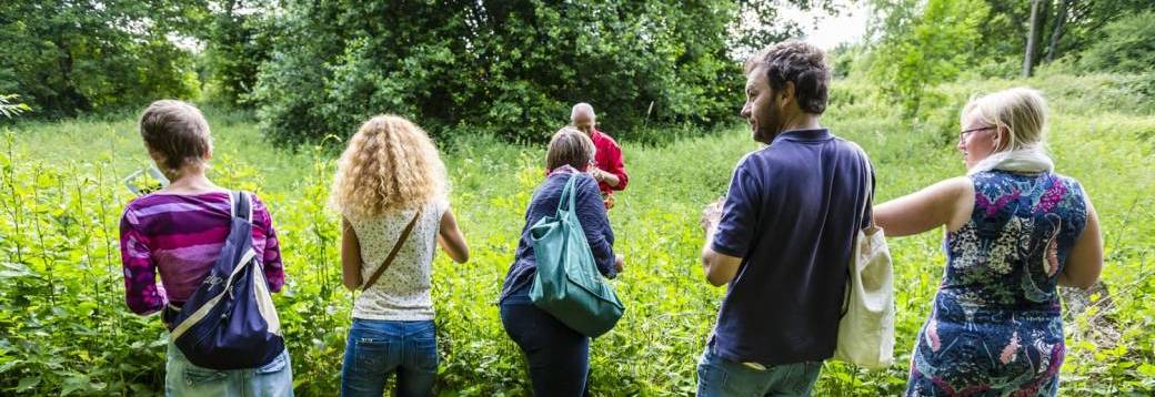 Balade "Tisanes & plantes sauvages" - Namur (2026)