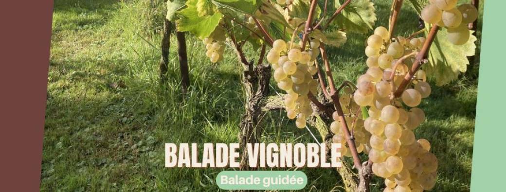 Balade à travers le vignoble