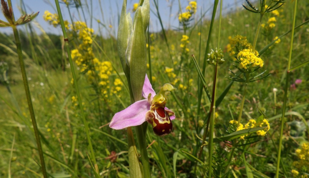 Balades guidées au sein d’un espace naturel 