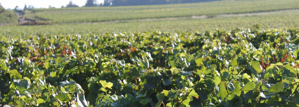 Balade commentée dans les vignes de Givry