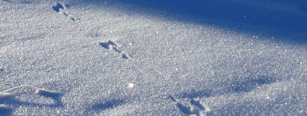 Balades raquettes Famille En quête des empreintes La Féclaz ou Le Revard