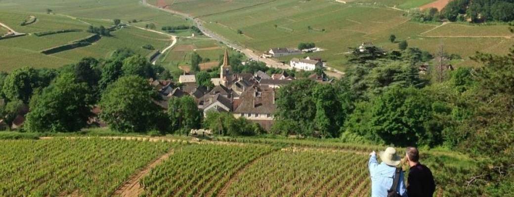 Balade viticole - Aloxe-Corton, ses grands crus