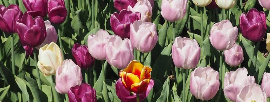 Bébés lecteurs - Les différences