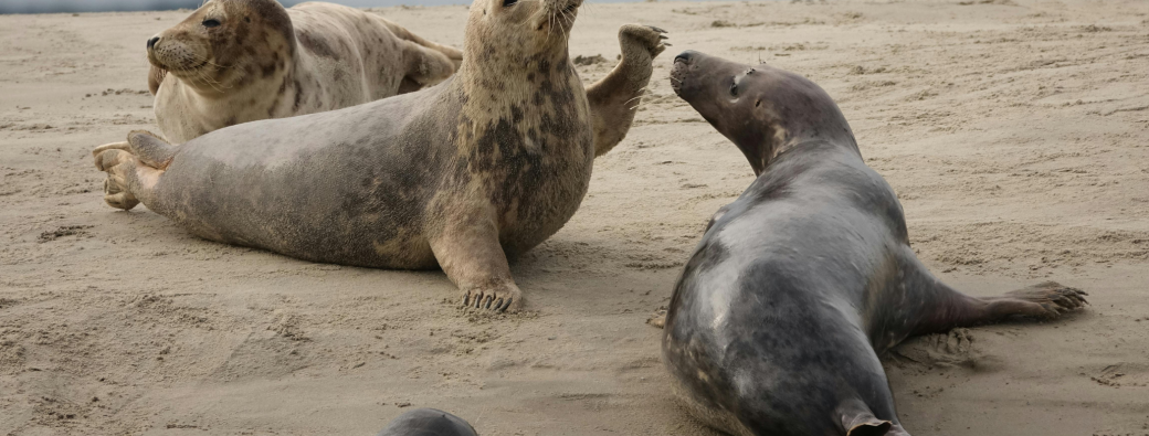Berck-sur-Mer -découverte des phoques 