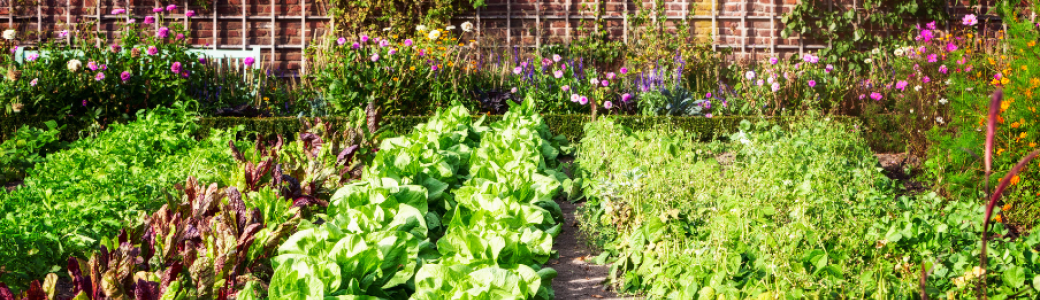 Bien associer les plantes et les légumes
