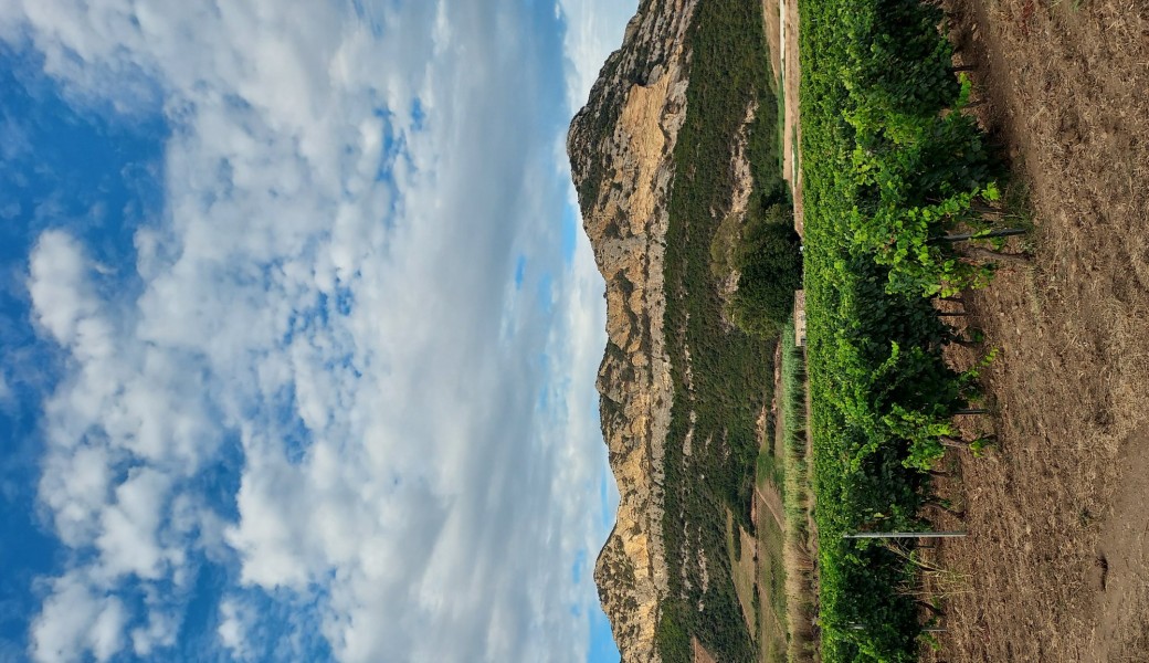 Fête du Grand Site : Biodiversité et habitats naturels dans le vignoble 
