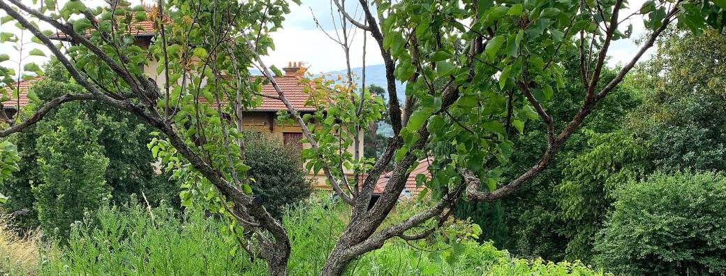Bon Cadeau Atelier "Apprenez à tailler vos arbres fruitiers"