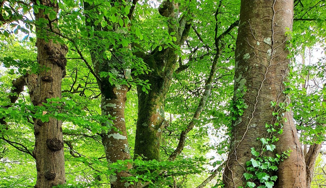 Bon Cadeau Bain de Forêt en Bretagne 3h