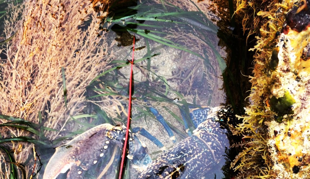 Bon cadeau pour une découverte de la pêche à pied