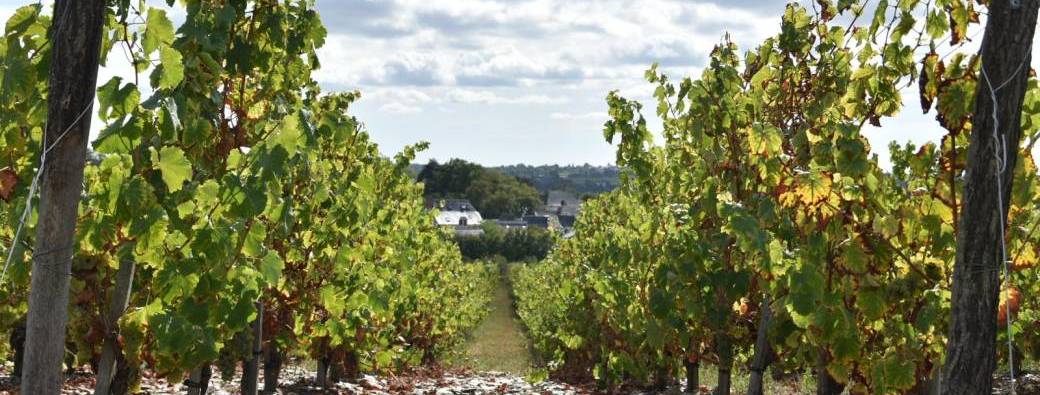 Bon Cadeau - Randonnée viticole