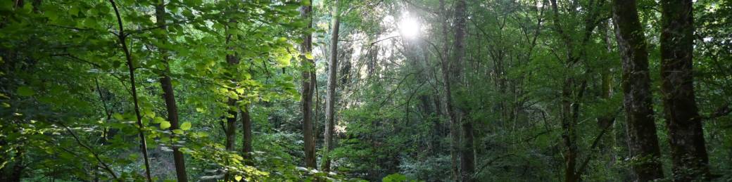 Bon cadeau - Séjour d'immersion en forêt