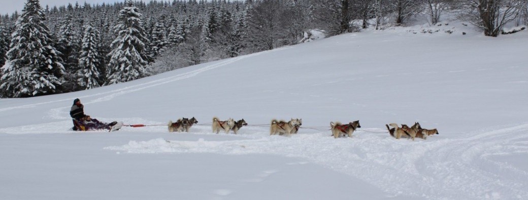 Bon Kdo 2024 Baptême Chiens de Traîneau Vosges