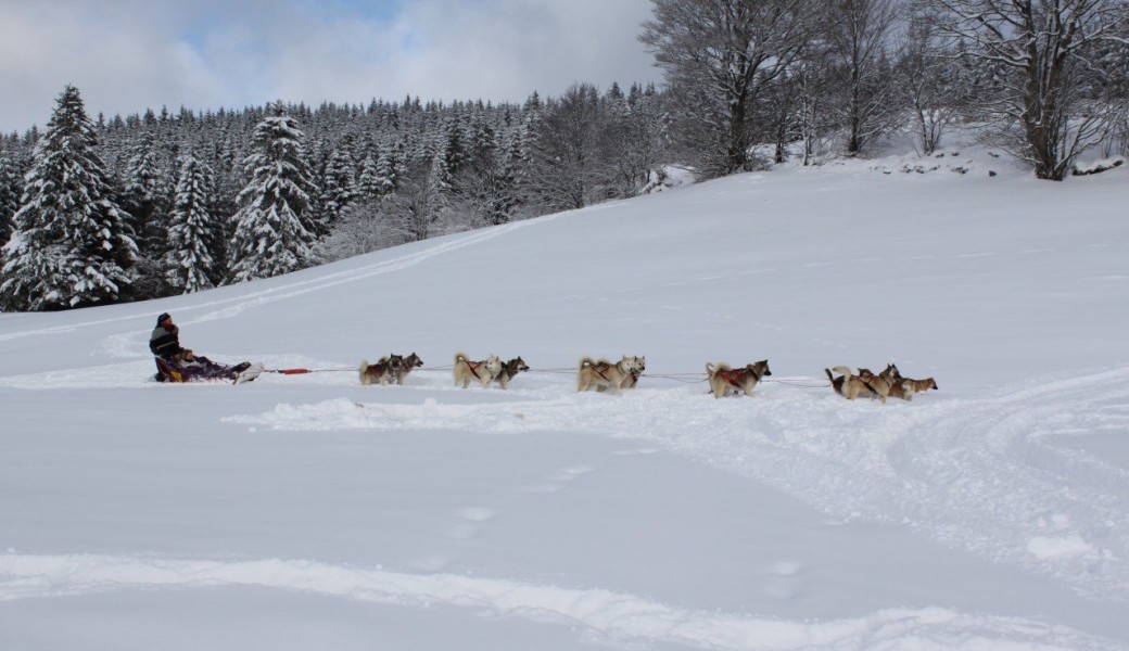 Bon Kdo Chiens de traîneau Vosges 2025 - Baptême pour 2 adultes et 2 enfants