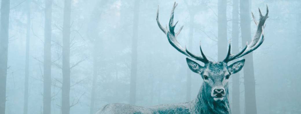 Bookclub Libretto spécial Polar