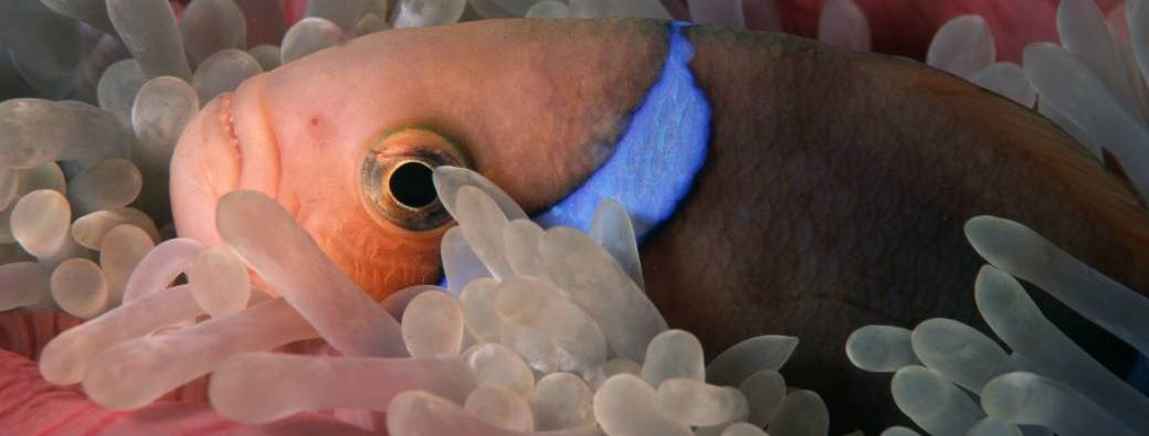 Booking Non-Certified Divers / Refresh Dives - Snorkeling