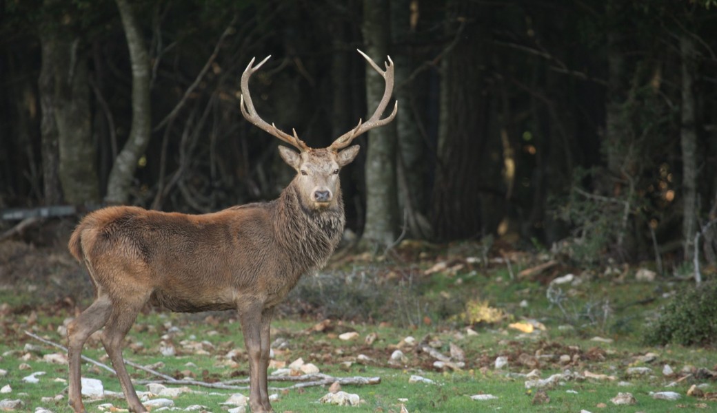Tickets  Brame du Cerf en Famille  Billetweb