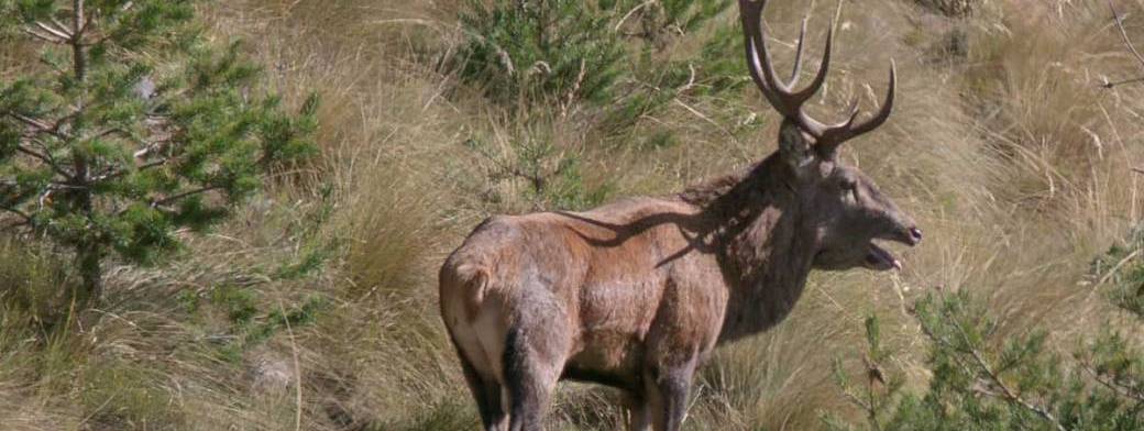 Brame du cerf rando naturaliste Pays Vençois