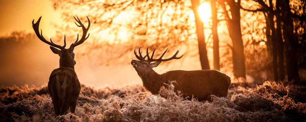 BRAME DU CERF – RENCONTRE CHAMANIQUE AVEC L'ESPRIT DU CERF