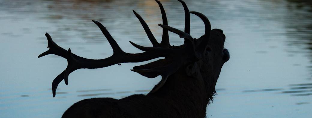 Brame - Visite guidée "Au cœur des amours du cerf"