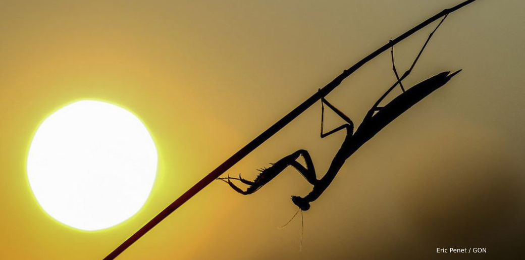Café-débat "La faune régionale face au changement climatique"