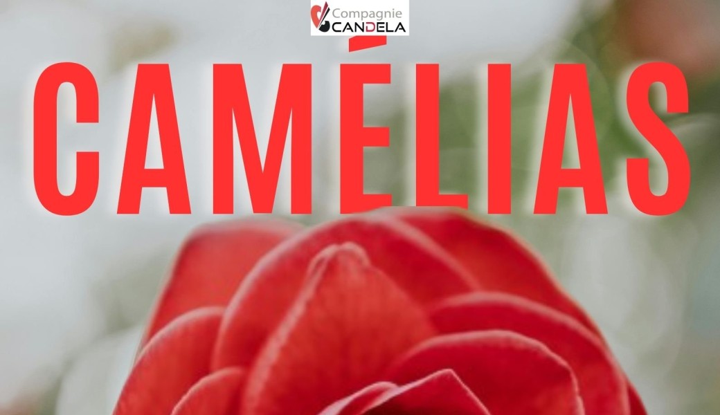 Camélias