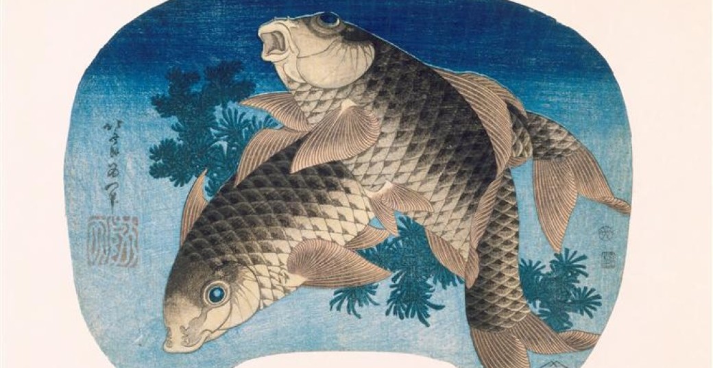 Carpes Koï Carpes Koï