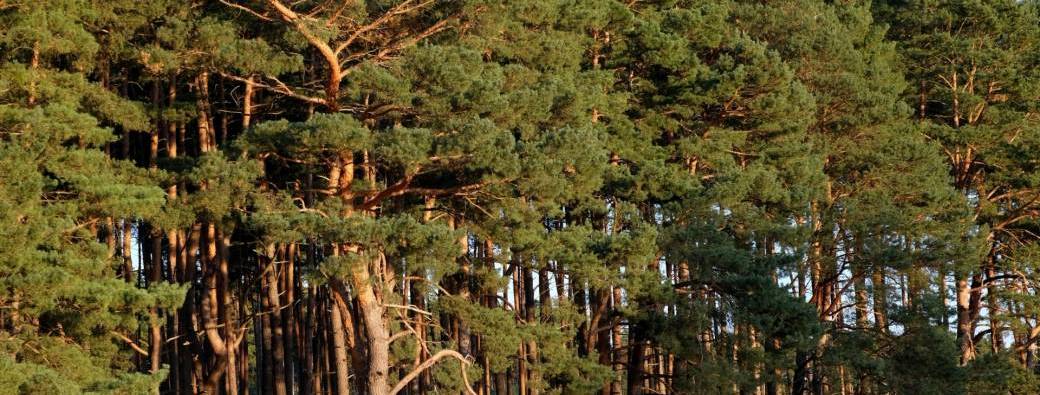 Carte Cadeau - Parcours Rouge