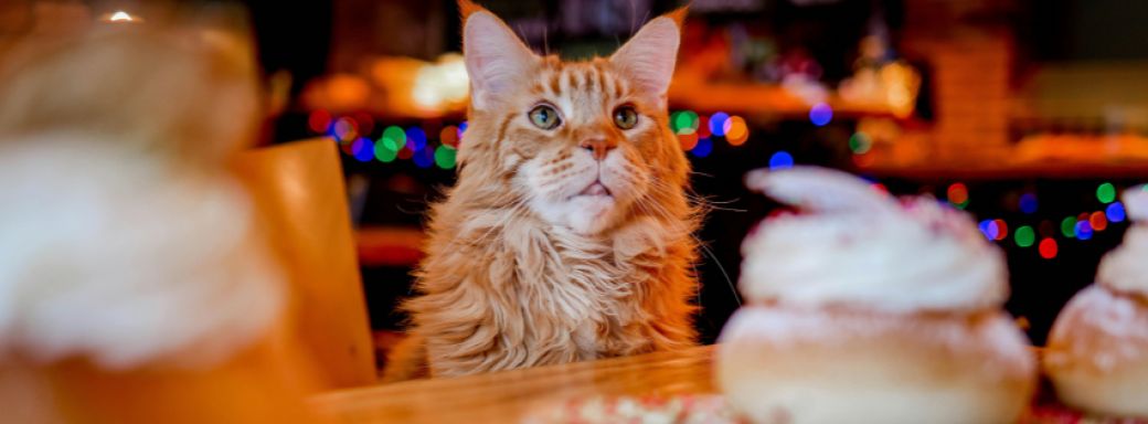 Cat Cafe 