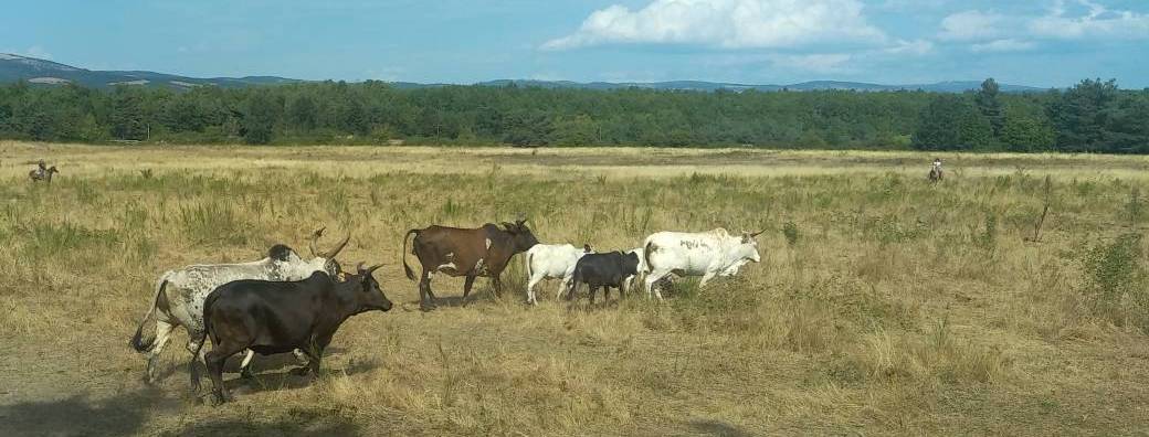 CATTLE DRIVE dans le Ranch (cavaliers confirmés)
