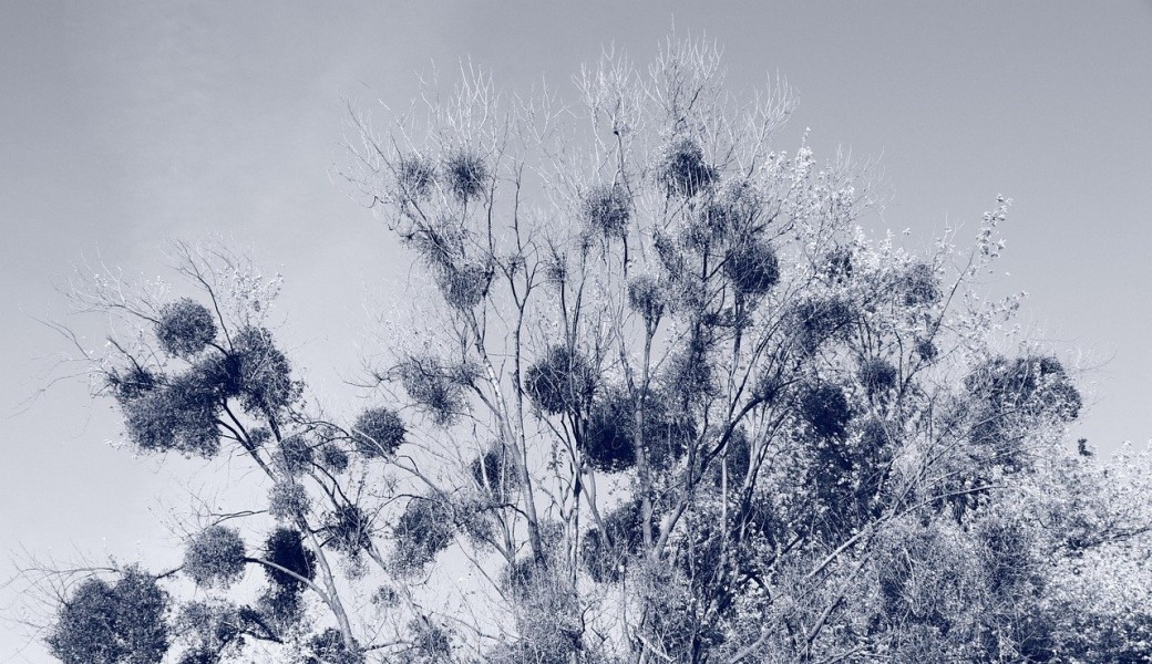 Cavale Cyanotype