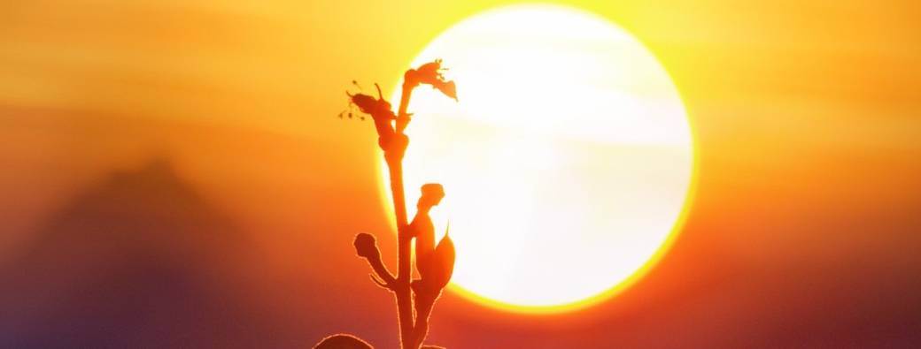 Cercle de femmes : préparation au solstice d'été