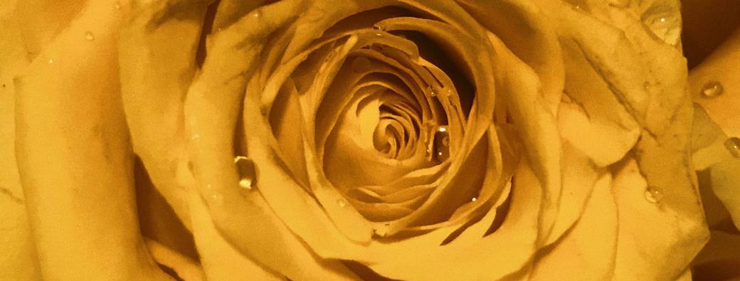 Cérémonie _ Super Lune du Castor / Soin quantique de la Rose Jaune