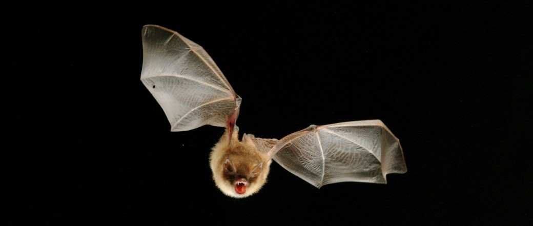 Ces formidables chauves-souris ! ...
