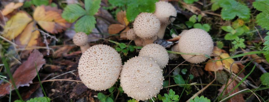 À la découverte des champignons