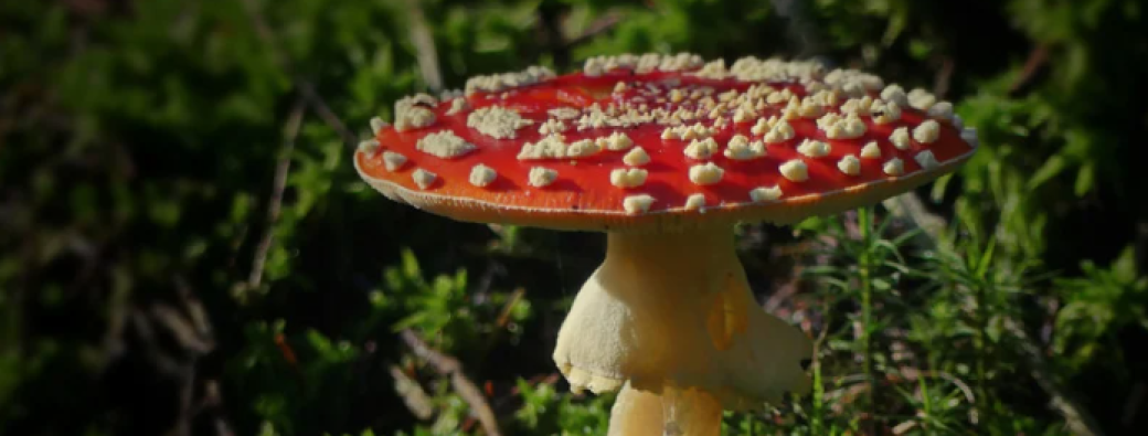 Champignons en distanciel