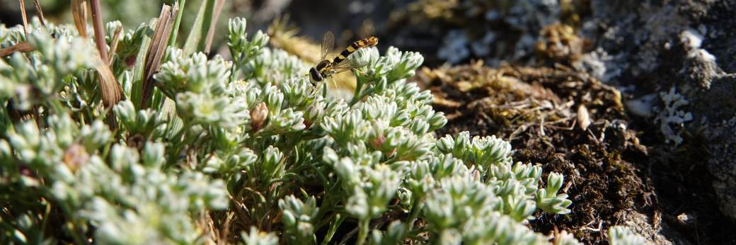 Chantier nature sur la réserve naturelle du coteau de Mesnil-Soleil - 03/10/26