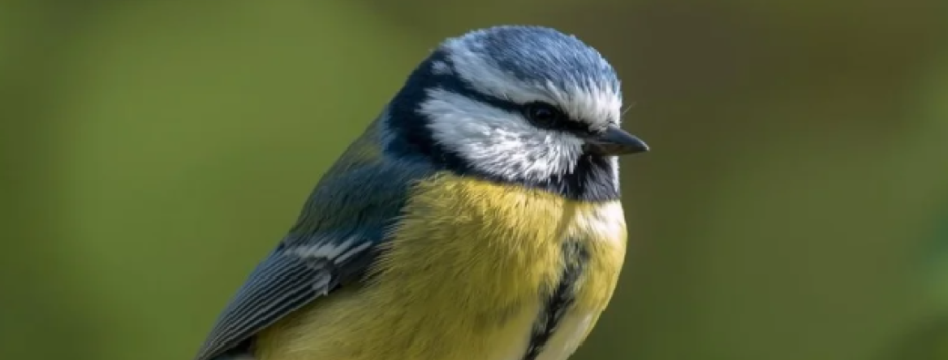 Chants d'oiseaux en distanciel